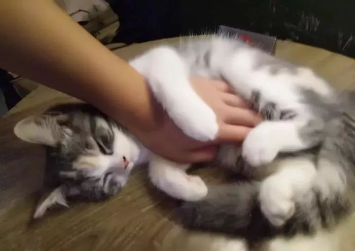 最新猫咖馆，现代休闲方式的兴起与争议热议