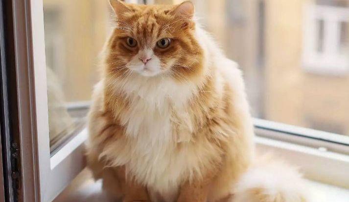 最新小猫咪揭秘，探索猫咪世界的三大关键要素