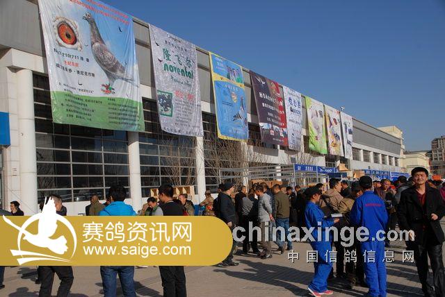 榆次最新鸽市盛况及新风尚探索指南