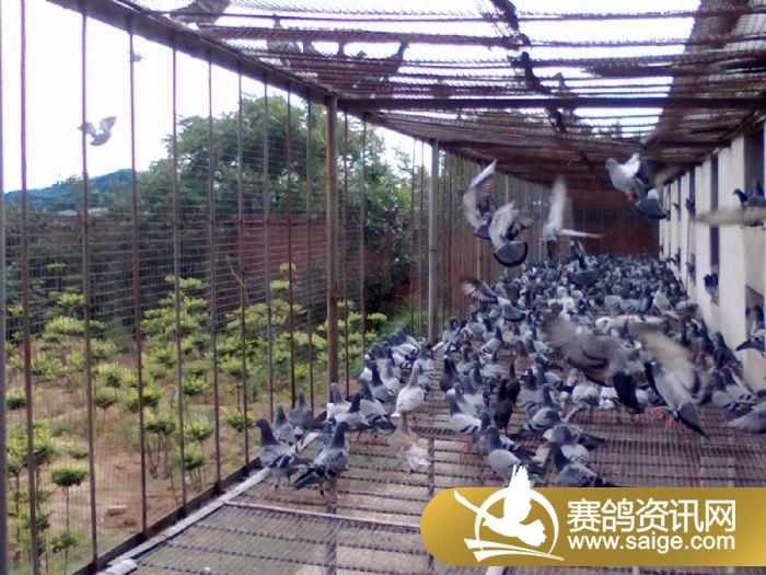 山西赛鸽公棚最新公告，赛事动态与未来展望揭秘