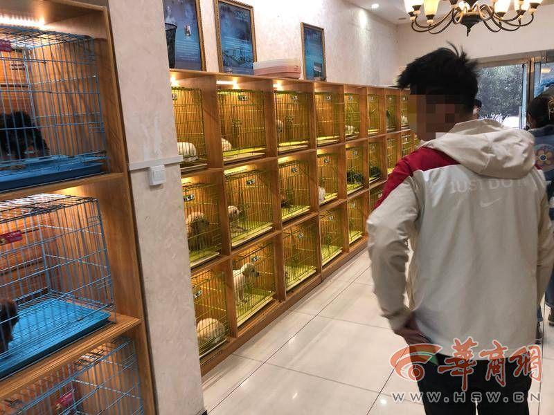 西安宠物店转让，背后的温馨故事揭秘