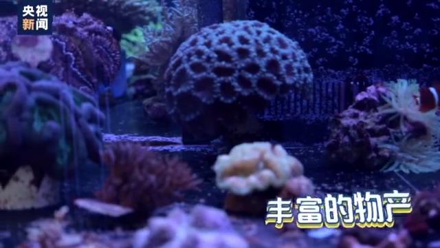 台风珊瑚的最新动态及其影响分析观点解读